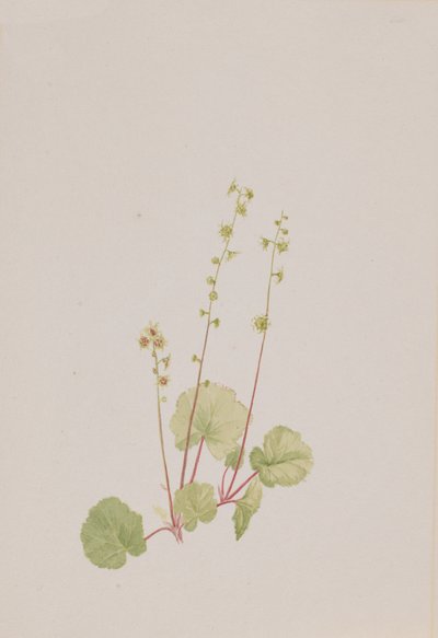 Mexilhão nu, ca. 1900-1920. de Mary Vaux Walcott