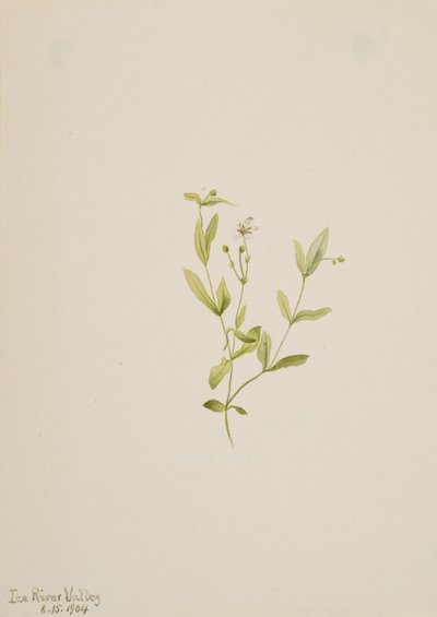 Moehringia laberiflora, 1904. de Mary Vaux Walcott