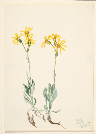 Montana Parnassia Parnassia montanesis, 1920. de Mary Vaux Walcott
