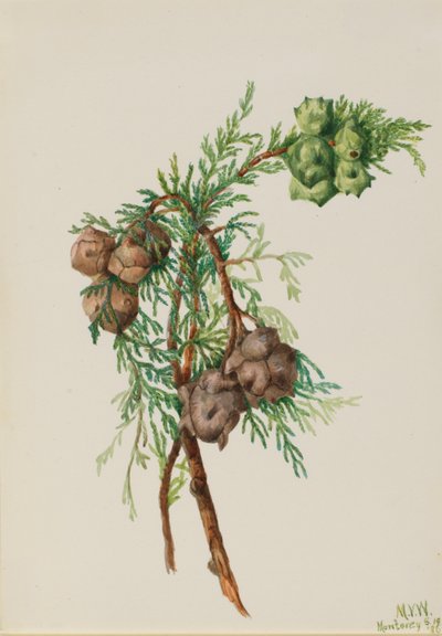 Cipreste de Monterey (Cupressus macrocarpa) de Mary Vaux Walcott