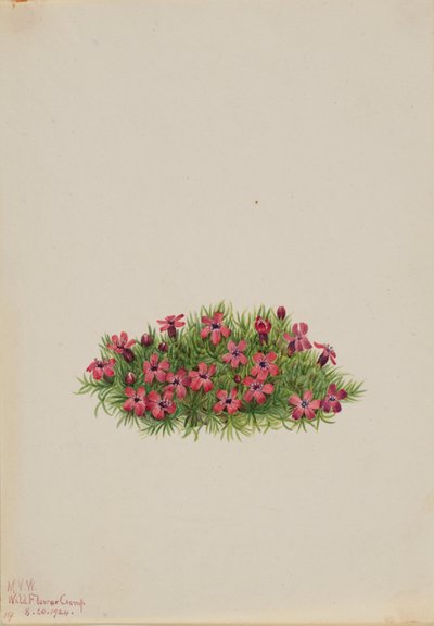 Campião-musgo (Silene acaulis) de Mary Vaux Walcott