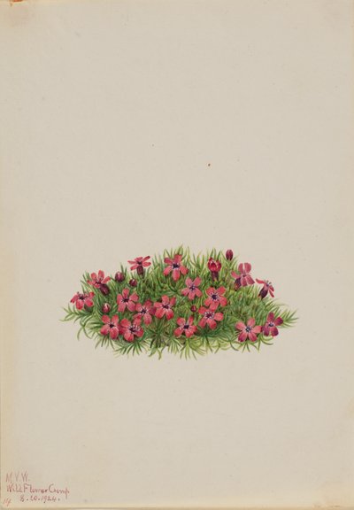 Moss Campion Silene acaulis, 1924. de Mary Vaux Walcott
