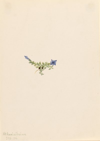 Genciana musgosa (Gentiana prostrata) de Mary Vaux Walcott