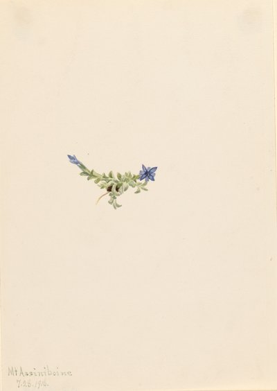 Moss Gentian Gentiana prostrata, 1916. de Mary Vaux Walcott