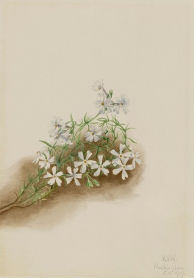 Subulado de Moss Pink Phlox, 1919. de Mary Vaux Walcott