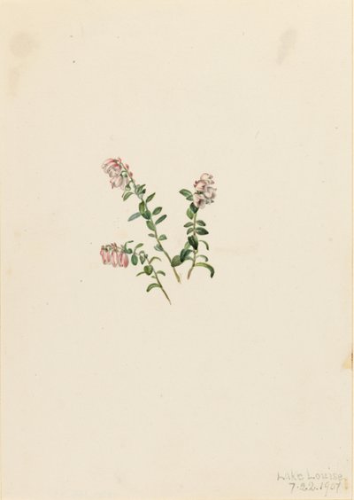 Cranberry de montanha (Vaccinium vitisidaea minus) de Mary Vaux Walcott
