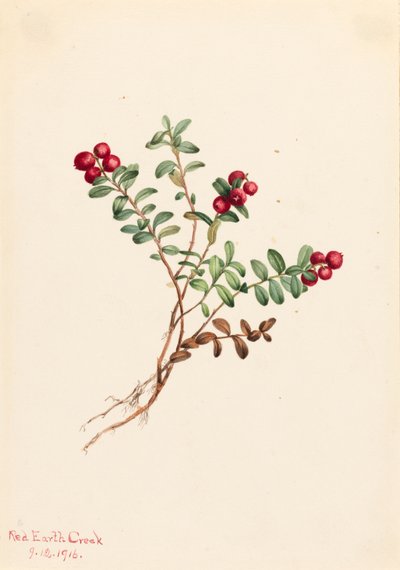 Mountain Cranberry Vaccinium vitisdaea minus, 1916. de Mary Vaux Walcott