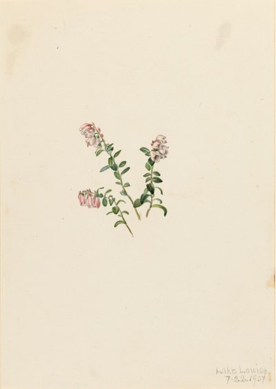 Mountain Cranberry Vaccinium vitisidaea minus, 1907. de Mary Vaux Walcott