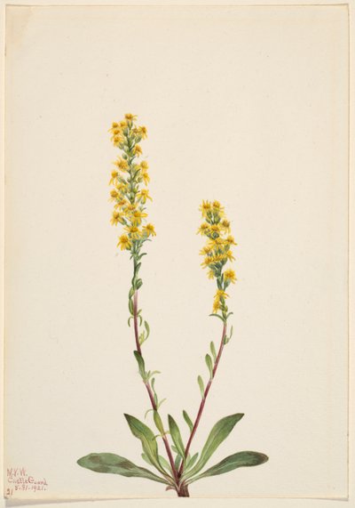 Paus-de-ouro da montanha (Solidago oreophila) de Mary Vaux Walcott