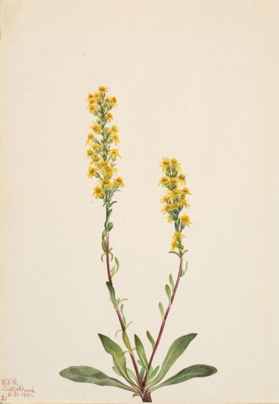 Montanha Goldenrod Solidago oreophila, 1921. de Mary Vaux Walcott