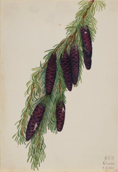 Cicuta da montanha (Tsuga mertensiana) de Mary Vaux Walcott