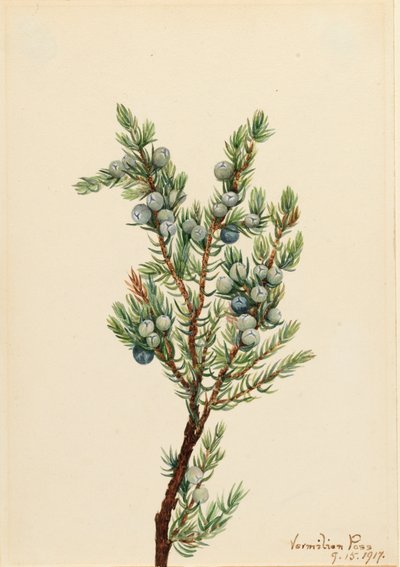Montanha Juniper Juniperus sibirica, 1917. de Mary Vaux Walcott