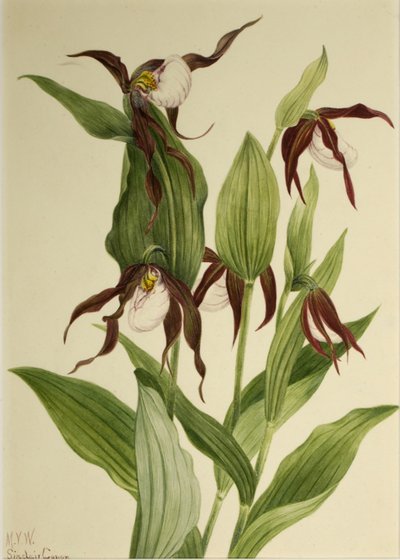 Ciprédio da montanha (Cypripedium montanum) de Mary Vaux Walcott