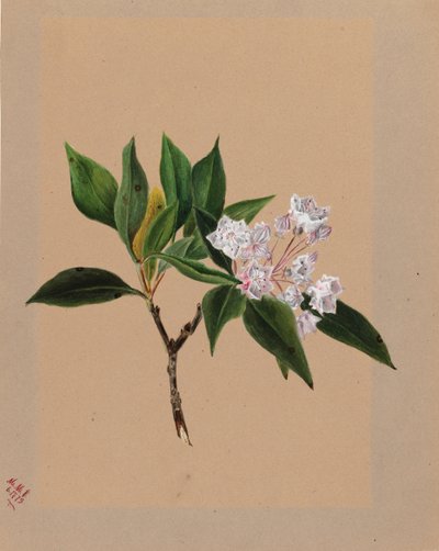 Montanha Laurel Kalmia latifolia, 1879. de Mary Vaux Walcott