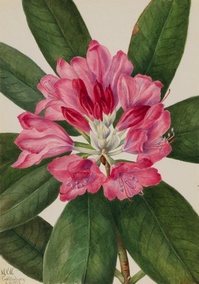 Mountain Rose-Bay Rhododendron catawbiense, 1932. de Mary Vaux Walcott