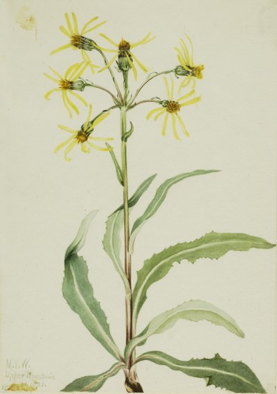 Erva-de-são-joão (Senecio lugens) de Mary Vaux Walcott