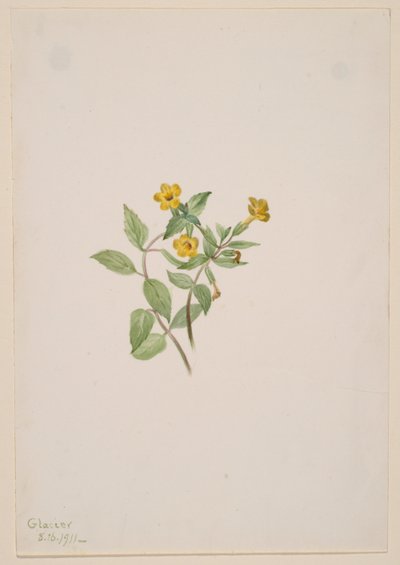 Flor de almíscar (Mimulus moschatus) de Mary Vaux Walcott