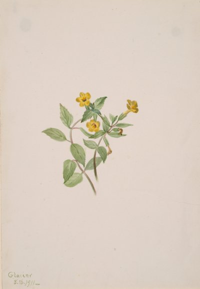 Musk-Flower Mimulus moschatus, 1911. de Mary Vaux Walcott