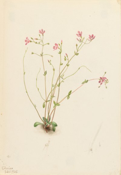 Naiad Spring Beauty (Claytonia parvifolia) de Mary Vaux Walcott