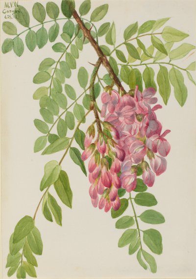 Gafanhoto do Novo México (Robinia neomexicana) de Mary Vaux Walcott