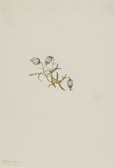 Campião de aceno (Lychnis apetala) de Mary Vaux Walcott