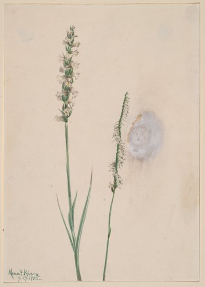 Acenar com a cabeça (Ibidium cernum) de Mary Vaux Walcott