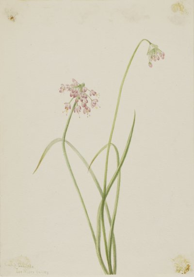 Cebolinha (Allium cernuum) de Mary Vaux Walcott