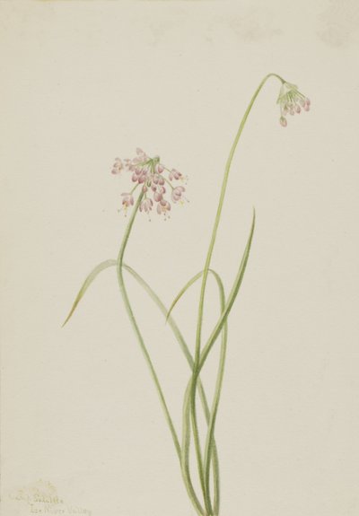 Nodding Onion Allium cernuum, 1901. de Mary Vaux Walcott