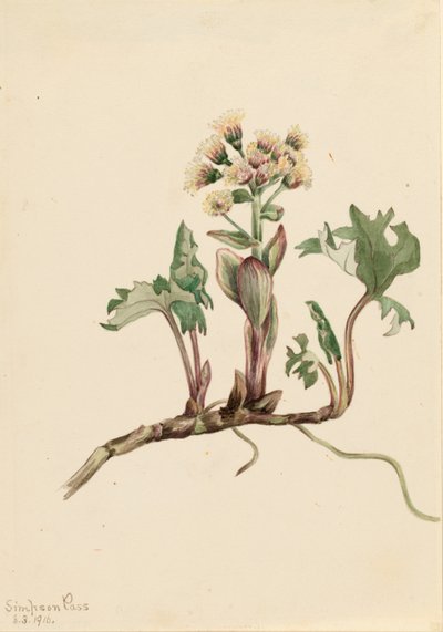 Carrapicho-do-norte (Petasites hyperboreus) de Mary Vaux Walcott