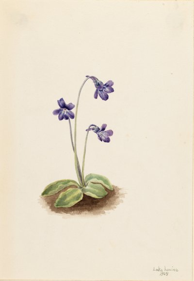 Erva-moura do Norte (Pinguicula vulgaris) de Mary Vaux Walcott