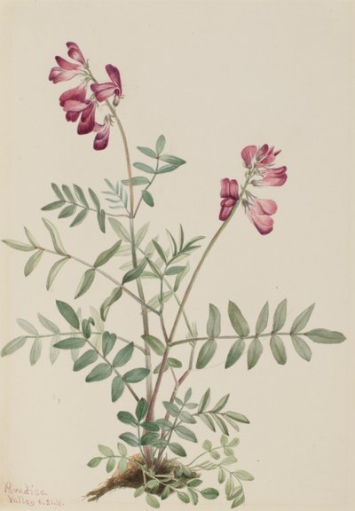 Hedysarum do Norte (Hedysarum boreale) de Mary Vaux Walcott