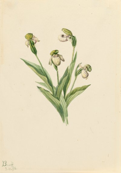 Chinelo de senhora do norte Cypripedium passerinum, 1916. de Mary Vaux Walcott