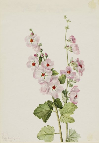 Globemallow de olhos laranja (Sphaeralcea davidsonii) de Mary Vaux Walcott