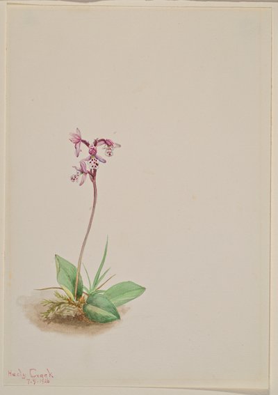 Orchis Orchis rotundifolia, 1916. de Mary Vaux Walcott
