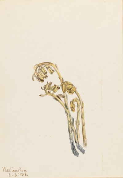 Abacaxi pálido (Hypopitys americana) de Mary Vaux Walcott