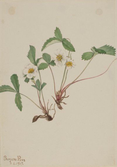 Morango pálido (Fragaria glauca) de Mary Vaux Walcott