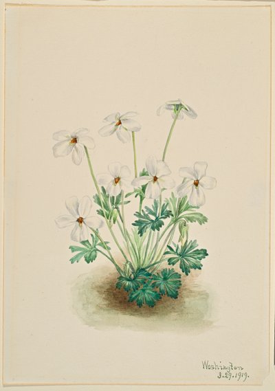 Violeta Pansy (Viola pedata) de Mary Vaux Walcott