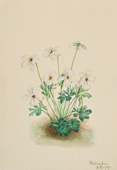 Pansy Violet Viola pedata, 1919. de Mary Vaux Walcott