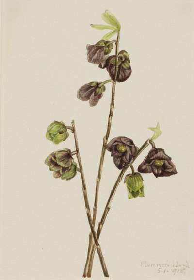 Papaw Asimina triloba, 1918. de Mary Vaux Walcott