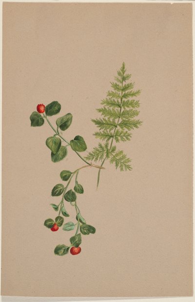 Bagaço de perdiz (Mitchella repens) de Mary Vaux Walcott