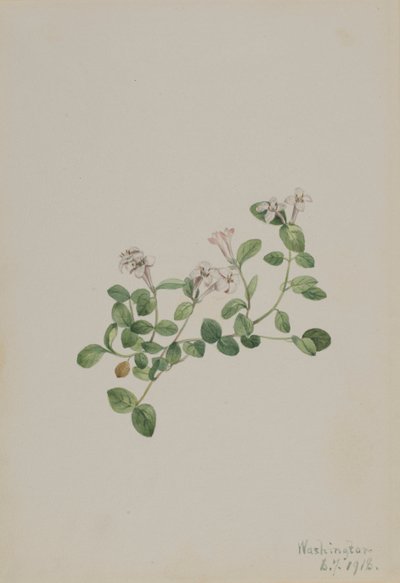 Partridgeberry Mitchella repena, 1918. de Mary Vaux Walcott