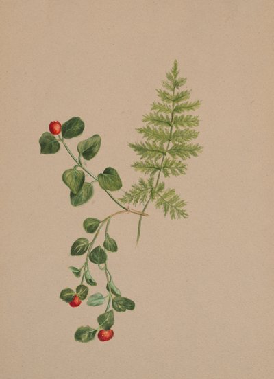 Partridgeberry Mitchella repens, ca. 1883. de Mary Vaux Walcott