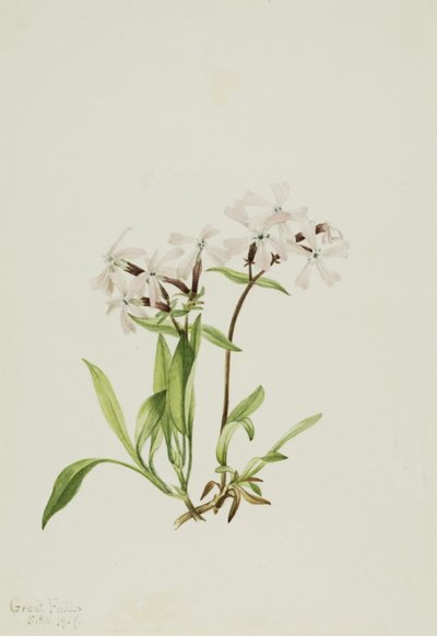 Peatpink Silene caroliniana, 1917. de Mary Vaux Walcott