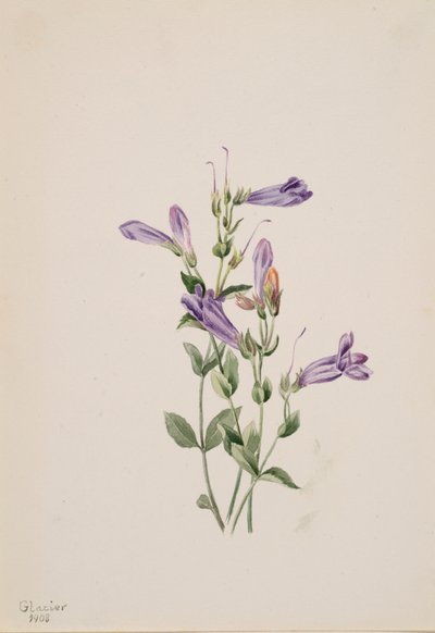 Penstemon Penstimon fruiticosus, 1903. de Mary Vaux Walcott