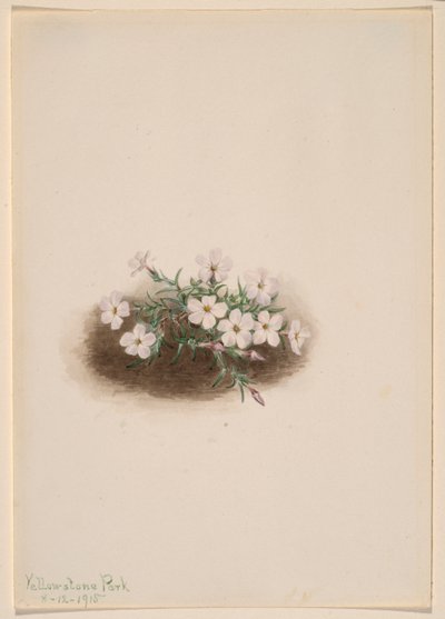 Flox de Mary Vaux Walcott