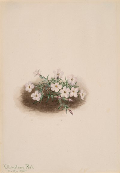 Phlox, 1915. de Mary Vaux Walcott