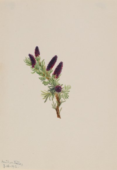 Picea engelmanni, 1913. de Mary Vaux Walcott