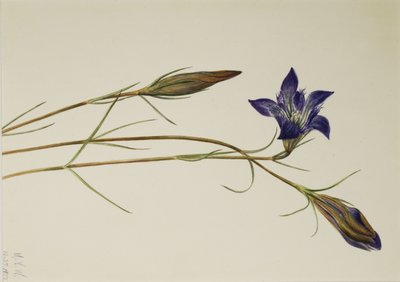 Genciana Pinebarren (Gentiana porphyrio) de Mary Vaux Walcott