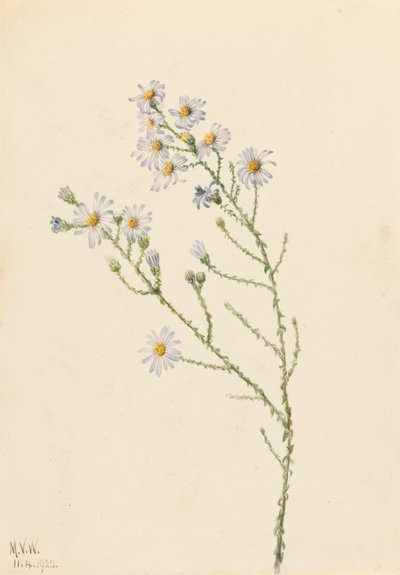 Pineland Aster Aster squarrosus, 1922. de Mary Vaux Walcott