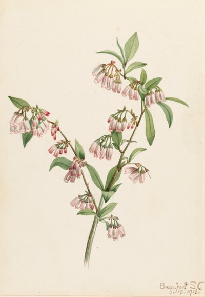 Pineland Blueberry Vaccinium tenellum, 1918. de Mary Vaux Walcott